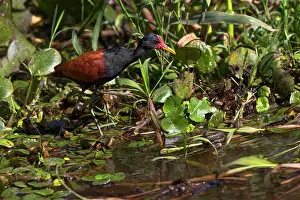 Pantanal: Wattled jacana wading through swampy terrain, Pantanal, Mato
