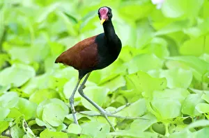 Jacana: Wattled Jacana - walking on water vegetation