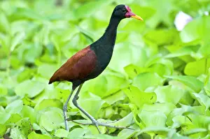 Jacana: Wattled Jacana - walking on water vegetation