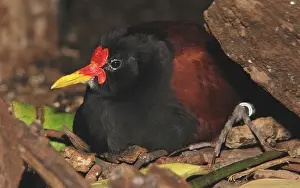 Wattled: Wattled Jacanas