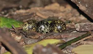 Wattled: Wattled Jacanas Nest and Eggs