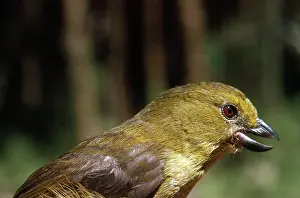 Wattled: Wattled Ploughbill / Wattled Shrike-tit