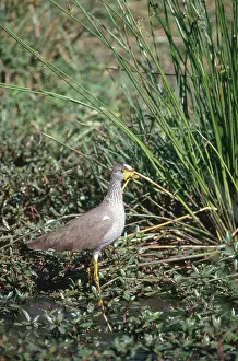 Wattled: Wattled Plover