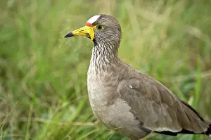 Senegallus: Wattled Plover - Close up
