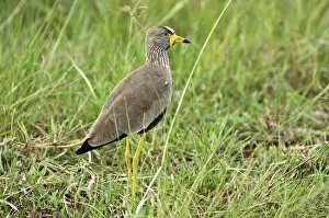 Senegallus: Wattled Plover - Standing in grass looking right