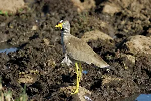 Wattled: Wattled Plover (Vanellus senegallus)