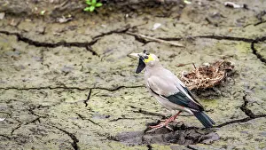 Wattled: Wattled Starling in Kruger National park, South