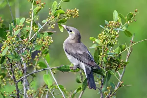 Wattled: Wattled Starling in Kruger National park, South