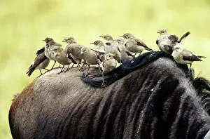 Wattled: Wattled Starlings