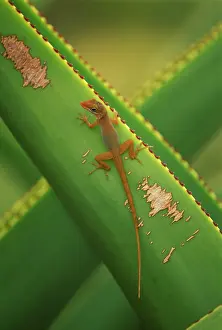 Antigua: Watt's Anole Lizard - on agave