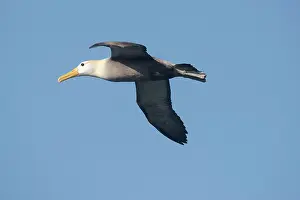 Waved: Waved Albatros - in flight
