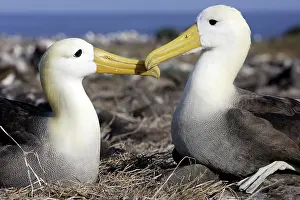 Waved: Waved Albatros. Two together by nest