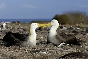 Waved: Waved Albatross
