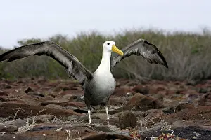 Waved: Waved Albatross