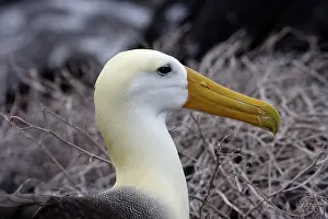 Waved: Waved Albatross