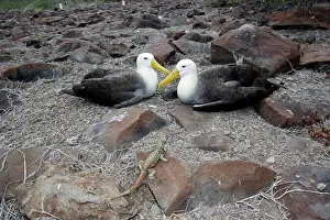 Waved: Waved Albatross