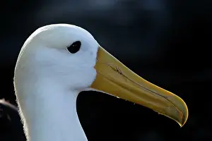 Waved: Waved Albatross