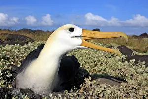 Waved: Waved Albatross