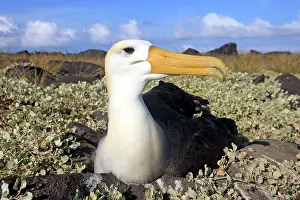 Waved: Waved Albatross