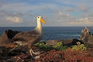Waved: Waved Albatross