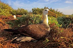 Waved: Waved Albatross