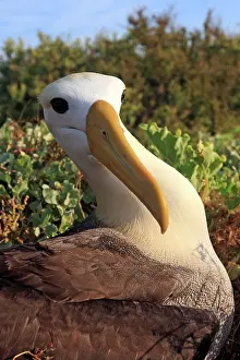 Waved: Waved Albatross
