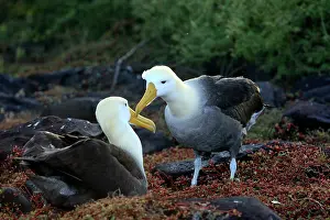 Waved: Waved Albatross