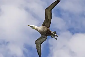 Espanola: Waved albatross