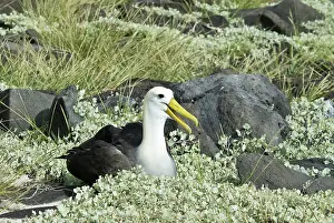 Espanola: Waved albatross