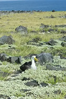 Espanola: Waved albatross