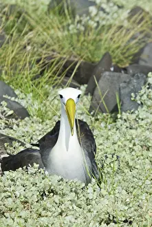 Espanola: Waved albatross
