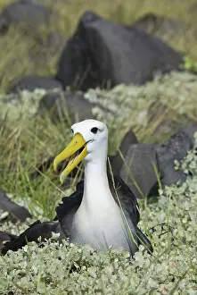 Espanola: Waved albatross