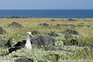 Espanola: Waved albatross