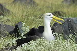 Espanola: Waved albatross