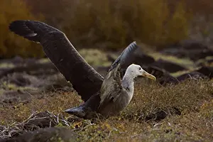 Espanola: Waved Albatross