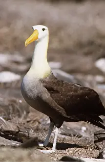 Geoff Trinder: Waved ALBATROSS