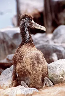 Waved: Waved Albatross - chick