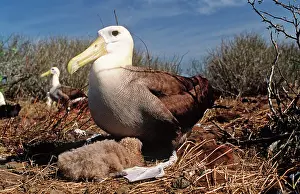 Waved: Waved Albatross - with chick at nest
