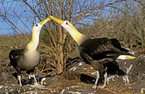 Waved: Waved Albatross - courtship display