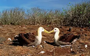 Waved: Waved Albatross - courtship display
