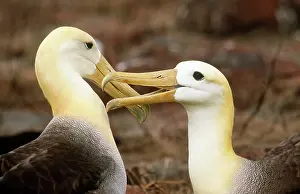 Waved: Waved Albatross - courtship display