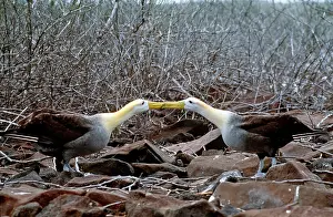 Waved: Waved Albatross - courtship display