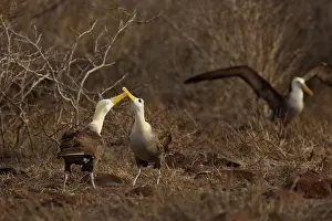 Espanola: Waved Albatross courtship ritual