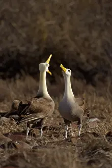 Espanola: Waved Albatross courtship ritual
