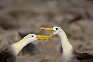 Espanola: Waved Albatross courtship ritual