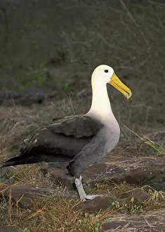 Diomedeidae: Waved Albatross (Diomedea irrorata)