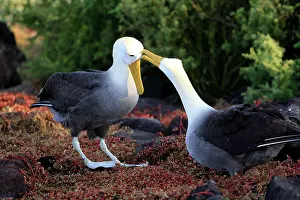 Waved: Waved Albatross - display