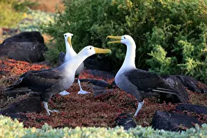 Waved: Waved Albatross - display