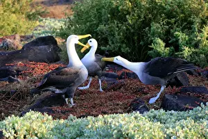 Waved: Waved Albatross - display