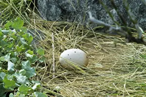 Espanola: Waved albatross egg
